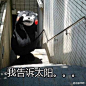哈哈哈哈哈哈哈生动形象#熊本熊# #搞笑#