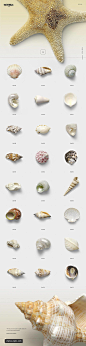 150个贝壳海螺合集超高像素透明背景素材打包下载 背景纹理 