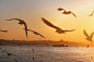 鸟类, 海鸥, 日落, 看法, 海景, 鸟类学, 野生动物, 群, 伊斯坦布尔