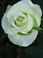 Light Green Rose 'Ryokko'