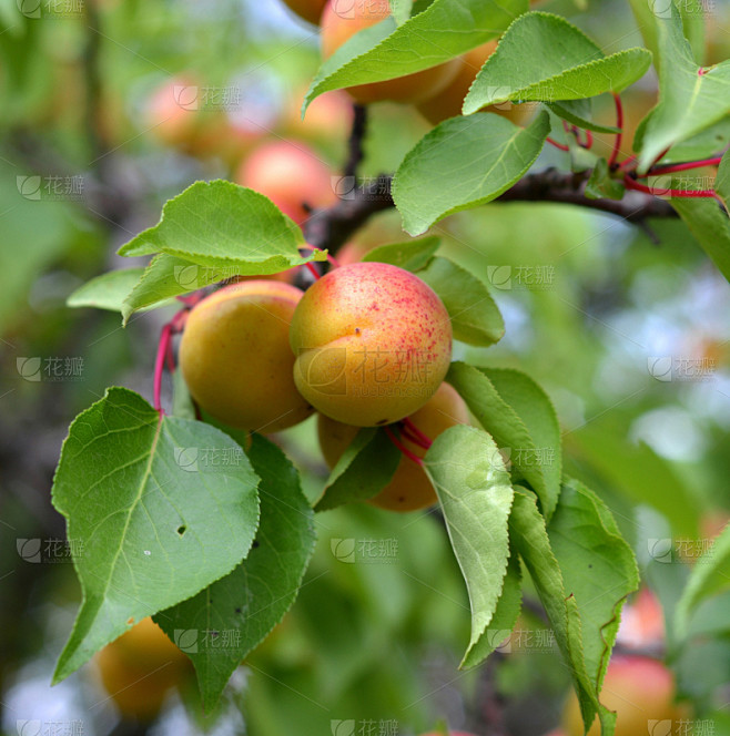 熟的,杏,自然,垂直画幅,芳香的,水果,甜玉米,无人,乡村,有机食品
