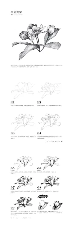 本案例摘自爱林文化主编、人民邮电出版社出版的《黑白花意4——笔尖下的经典花语绘》http://product.dangdang.com/23790703.html
