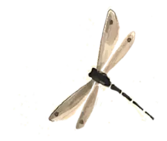 蜻蜓