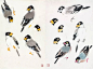 萧朗在教画时的画稿（禽鸟、草虫），收藏！_画法 : 萧朗先生在长期花鸟画教学中，所掌握的花鸟画教学方法应有尽有。萧先生小写意画法的基本要领是突出一个“写”字，其每一笔都如写毛笔字那样充满了书法的神韵。他有时以墨为彩，有时以彩为墨，也有时彩墨混用，完全按实际的艺…