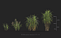 MT_PM_Miscanthus_giganteus_01_01_04