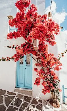 Our guide to Paros Island in the Cyclades, Greece. Best towns to stay in, where to eat and go out, what to see, and where to take the best photos. Image Beautiful, Beautiful World, Nature Aesthetic, Flower Aesthetic, Flower Wallpaper, Iphone Wallpaper, Jo