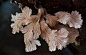 世界上最美丽诡异的20种罕见蘑菇！难以置信的美...._红星 : 红星头菌是腐生生物，可以在木屑或覆盖物上生长。英国裘园于1829年就有纪录红星头菌在澳大利亚入口的土壤中生长，及后在美国加利福尼亚州亦有出现。 另外，世界动植物卫生组织发现的红星头菌，在柬埔寨于2010年…