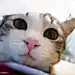 COCO猫KEKE猫