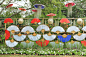 伞,色彩鲜艳,直立式花园,美,公园,度假胜地,水平画幅,夏天,户外,植物