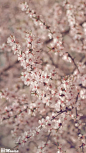 樱花季，樱花祭