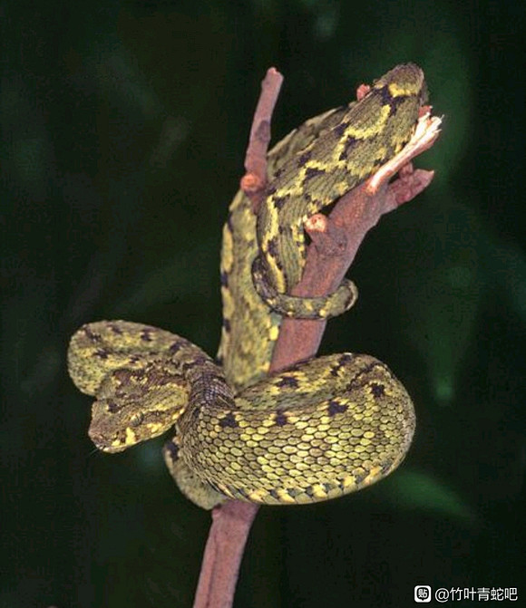 【Atheris rungweensis】 （BOGERT,1940） 【伦圭树蝰】