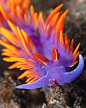 Spanish Shawl Nudibranch - Beautiful Colors!: 