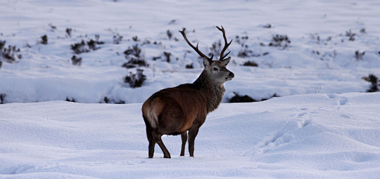 wow! See winter wild...