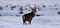 wow! See winter wildlife | VisitScotland SurpriseYourself