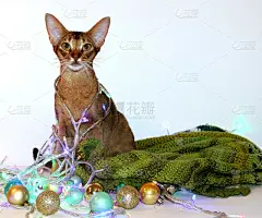 阿比西尼亚红猫脖子上戴着花环。新年贺卡，圣诞节贺卡