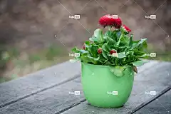 花 春天 木头 银行 自然 植物 盛开 花壁纸 关闭