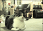 你给朕闻的是什么！！ #搞笑# #GIF#