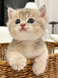 猫 - 小红书搜索