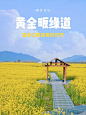 黄金畈绿道骑行|富春江畔的油菜花海！ - 小红书