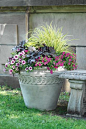 cheery planter on Martha's Vineyard, MA: 