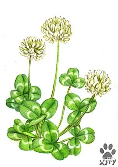 彩铅植物手绘精选-插画艺术作品-爱画网