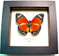 Euphaedra Eleus | Real Butterfly Gifts Framed Butterflies and Insect Displays