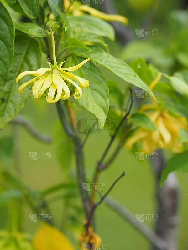 卡南加odorata依兰依兰花的名字波浪灰色树皮花束成一簇黄色或绿色的花瓣芬芳的空间模糊的自然背景写素材-花瓣网