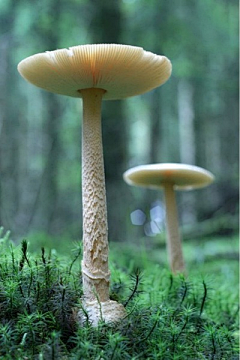 紮紮莮亥采集到蘑菇