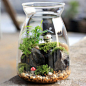 包邮新款绿植 微景观苔藓瓶生态瓶 防辐射桌面迷你植物摆件