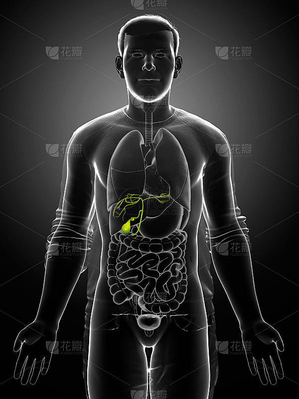 3d渲染医学精确的男性器官胆囊解剖的插图