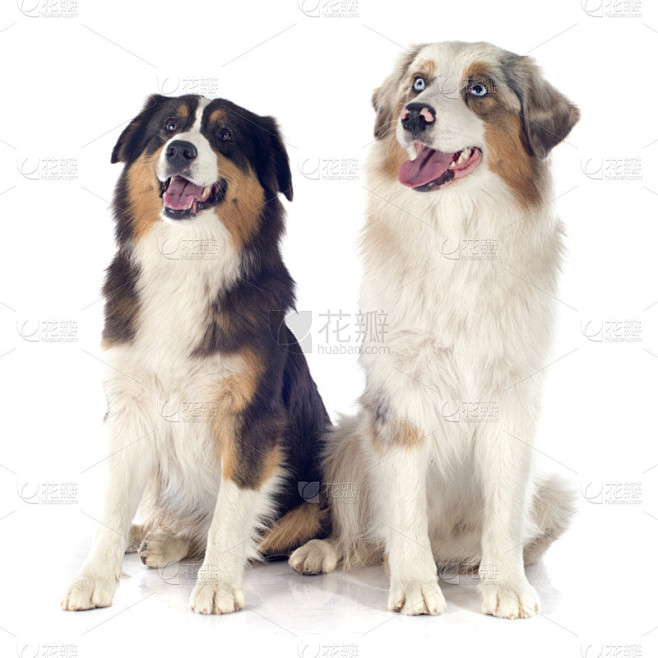 澳大利亚牧羊犬,纯种犬,家畜,蓝色,澳大...