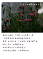 #摄影教程推介# 【第321弹】【拍摄花的季节又到了，2