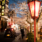 Fancy - Cherry Blossoms @ Kyoto, Japan