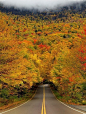 美国佛蒙特州立公园的秋叶隧道，因秋季时景色最为美丽而得名。随着秋季的到来，两旁的树叶被染成彩虹色，仿佛一幅绚烂的油画。