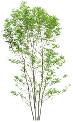 _丹青师傅采集到植物