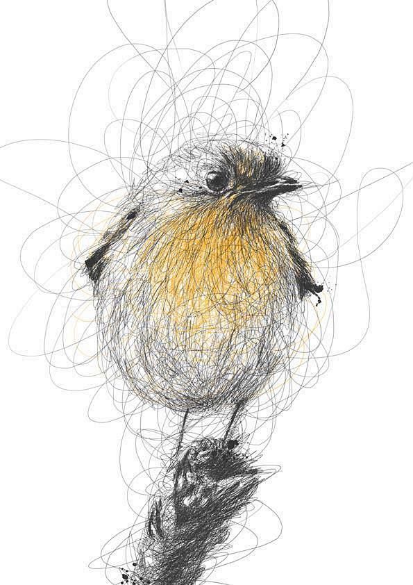 bird drawing