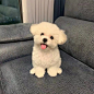 小狗
