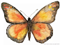 君主蝶 Monarch Butterfly