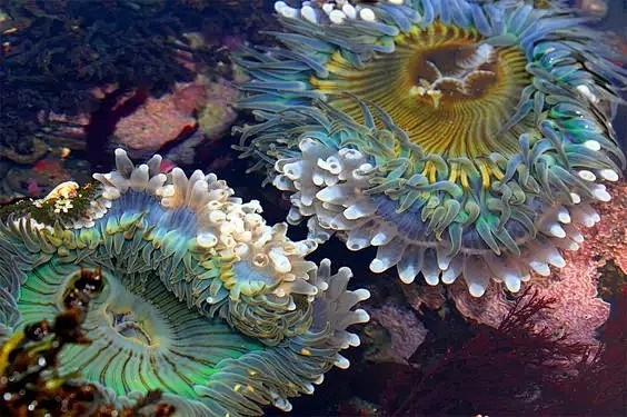 [转载]海底奇花，太美了！