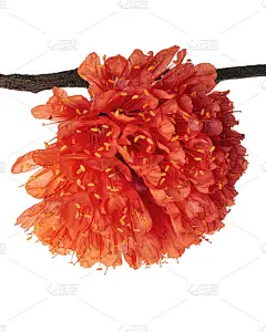 棕花，委内瑞拉玫瑰花，红色花孤立在白色背景