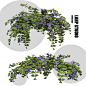 LAHP_STUDIO_Vinca_major_蔓长春