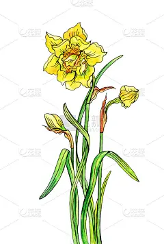 水仙带芽和叶，手绘