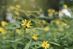 在自然界中孤立的小林地向日葵