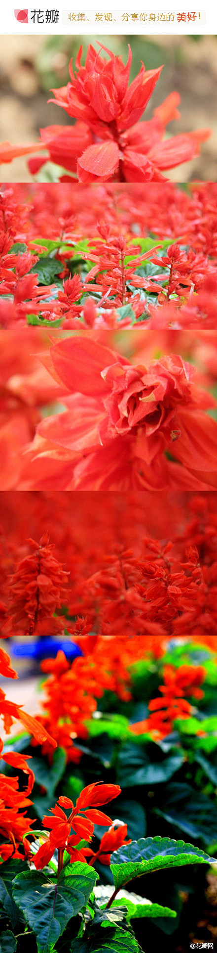一串红：唇形科鼠尾草属植物，红艳而热烈，...