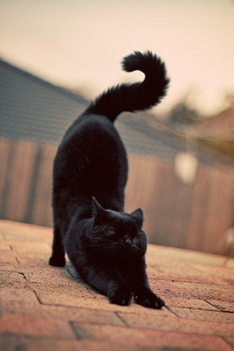伸懒腰,黑猫 #萌#