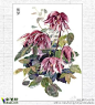 水彩手绘花卉 转 彩铅画 水彩画 素描入门 水彩画欣赏 彩笔绘 dudupo.