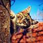 Photograph Hide and Seek by Zoran Milutinovic on 500px
CameraNIKON D300
Focal Length35mm
Shutter Speed1/1250 secs
Aperturef/4
ISO/Film200