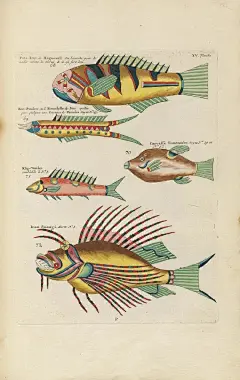 Poissons, Ecrevisses et Crabes

这本书初版发行于1719年，据称是已知最早的彩色海洋生物图鉴，其中主要收录了来自东印度群岛海域的海生物，其中一共有100张彩绘，一共有460幅手绘彩图，包含415条鱼、41只甲壳动物、2只竹节虫、1只儒艮、1条美人鱼，这些绘画来自艺术家Samuel Fallours。这本书由Louis ​​​​...展开全文c