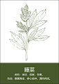 中药材插画