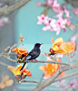 Pretty Little Bird Among the Flowers | Bird | Pinterest